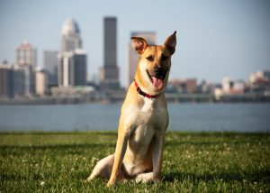 Humane Society: a dog in the grass with a skyline and river behind him